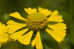 Common sneezeweed